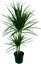 Dracena po łacińsku