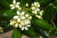 Pitosporum po łacińsku