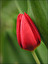 Tulipan po łacińsku