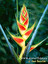 Helikonia po łacińsku