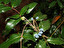 Mahonia po łacińsku