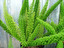 Aszparagus (ming, falcatus, plumosa, mey po łacińsku