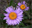 Aster po łacińsku