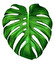 Monstera po łacińsku