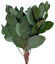 Salal (Gruszka) po łacińsku