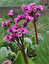 Bergenia po łacińsku