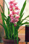 Cymbidium po łacińsku