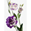 Eustoma po łacińsku