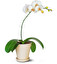 Falenopsis po łacińsku
