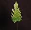 Filodendron po łacińsku