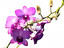 Dendrobium po łacińsku