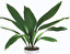Aspidistra po łacińsku