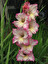 Mieczyk (Gladiola) po łacińsku